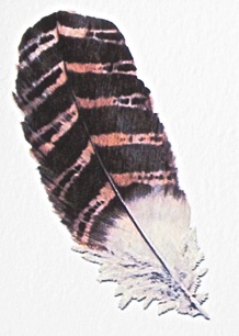 
Brown and Black Feather